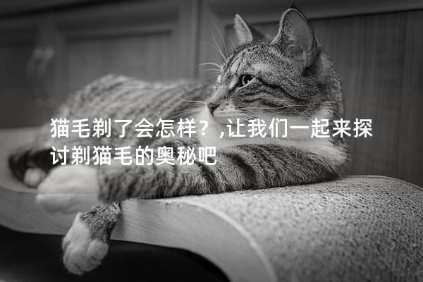 猫毛剃了会怎样？,让我们一起来探讨剃猫毛的奥秘吧