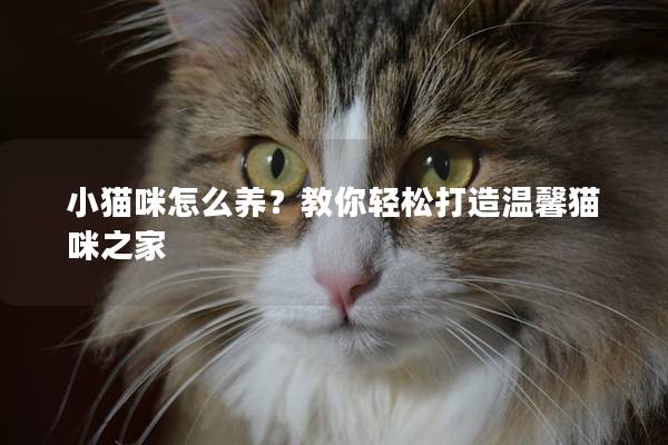 小猫咪怎么养？教你轻松打造温馨猫咪之家