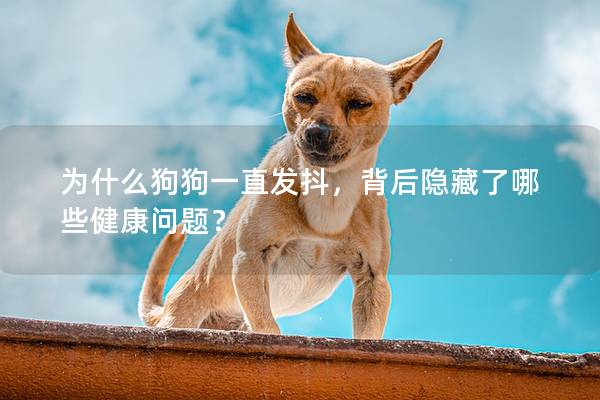 为什么狗狗一直发抖，背后隐藏了哪些健康问题？