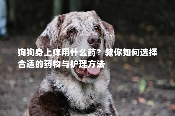 狗狗身上痒用什么药？教你如何选择合适的药物与护理方法