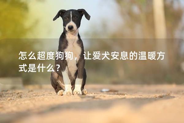 怎么超度狗狗，让爱犬安息的温暖方式是什么？