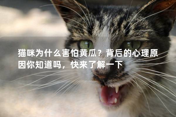 猫咪为什么害怕黄瓜？背后的心理原因你知道吗，快来了解一下