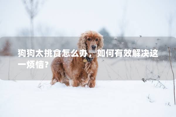 狗狗太挑食怎么办,如何有效解决这一烦恼?