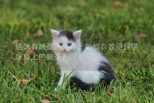 猫咪有跳蚤怎么办，如何有效驱除猫咪身上的跳蚤？