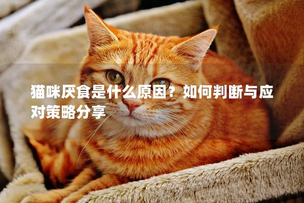 猫咪厌食是什么原因？如何判断与应对策略分享