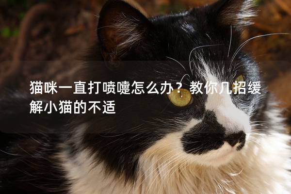 猫咪一直打喷嚏怎么办？教你几招缓解小猫的不适