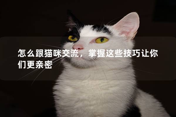 怎么跟猫咪交流，掌握这些技巧让你们更亲密