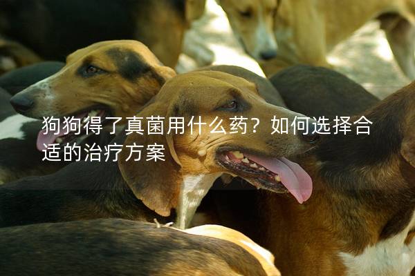 狗狗得了真菌用什么药？如何选择合适的治疗方案