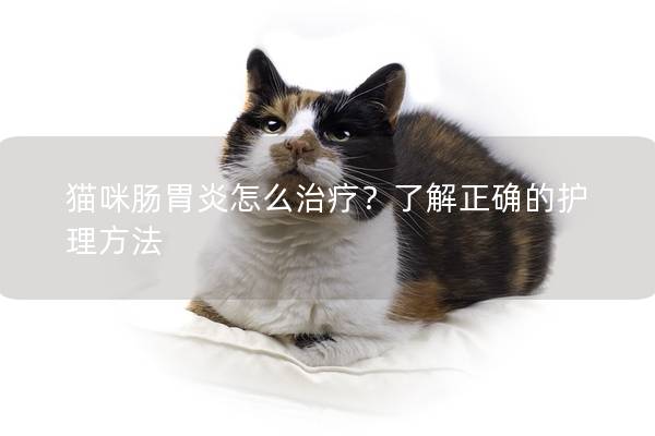 猫咪肠胃炎怎么治疗？了解正确的护理方法