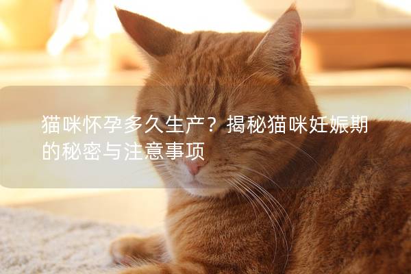 猫咪怀孕多久生产？揭秘猫咪妊娠期的秘密与注意事项