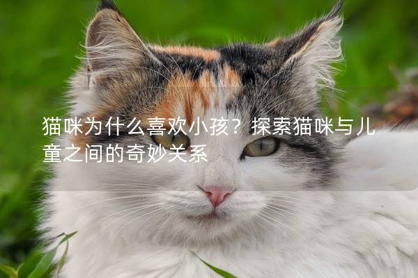 猫咪为什么喜欢小孩？探索猫咪与儿童之间的奇妙关系