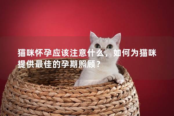 猫咪怀孕应该注意什么，如何为猫咪提供最佳的孕期照顾？