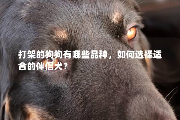 打架的狗狗有哪些品种，如何选择适合的伴侣犬？