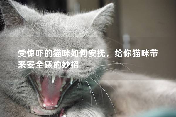 受惊吓的猫咪如何安抚，给你猫咪带来安全感的妙招