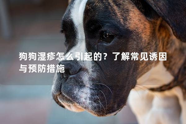 狗狗湿疹怎么引起的？了解常见诱因与预防措施