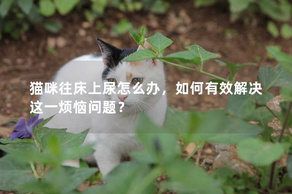 猫咪往床上尿怎么办，如何有效解决这一烦恼问题？