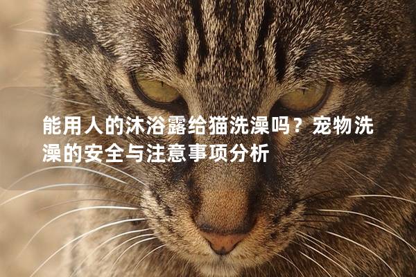 能用人的沐浴露给猫洗澡吗？宠物洗澡的安全与注意事项分析