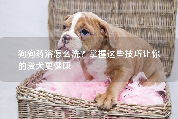 狗狗药浴怎么洗？掌握这些技巧让你的爱犬更健康