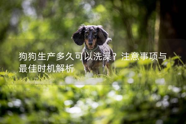 狗狗生产多久可以洗澡？注意事项与最佳时机解析