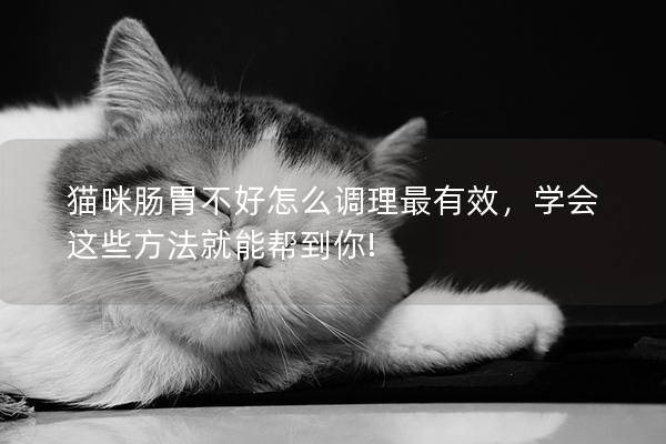 猫咪肠胃不好怎么调理最有效，学会这些方法就能帮到你!