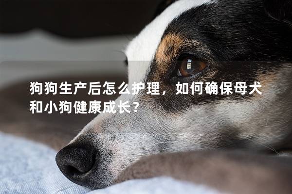 狗狗生产后怎么护理，如何确保母犬和小狗健康成长？