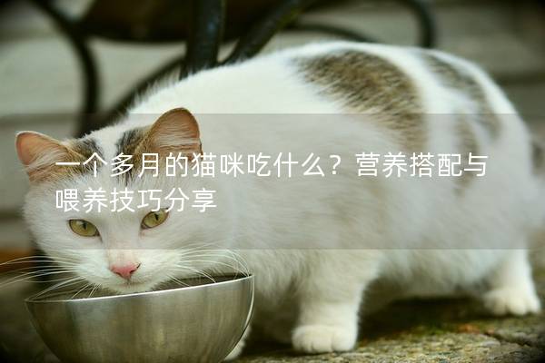 一个多月的猫咪吃什么？营养搭配与喂养技巧分享