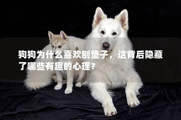 狗狗为什么喜欢刨垫子，这背后隐藏了哪些有趣的心理？