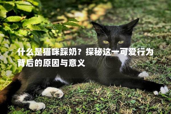 什么是猫咪踩奶？探秘这一可爱行为背后的原因与意义