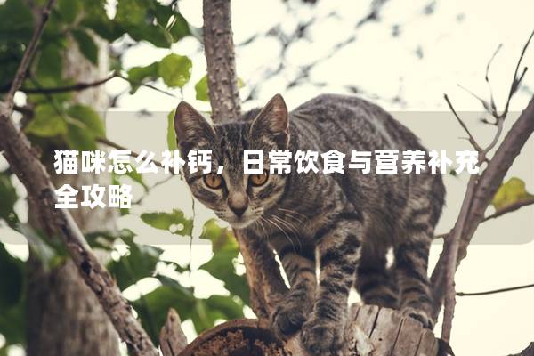 猫咪怎么补钙，日常饮食与营养补充全攻略