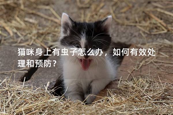 猫咪身上有虫子怎么办，如何有效处理和预防？