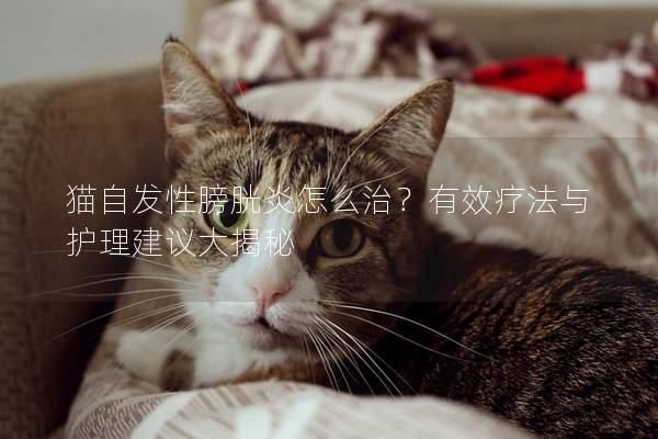 猫自发性膀胱炎怎么治？有效疗法与护理建议大揭秘