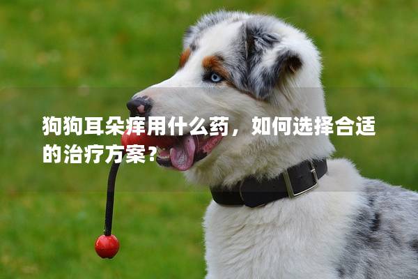 狗狗耳朵痒用什么药，如何选择合适的治疗方案？