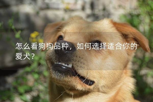 怎么看狗狗品种，如何选择适合你的爱犬？