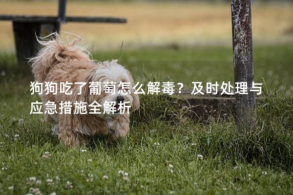 狗狗吃了葡萄怎么解毒？及时处理与应急措施全解析