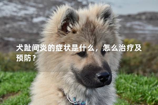 犬趾间炎的症状是什么，怎么治疗及预防？