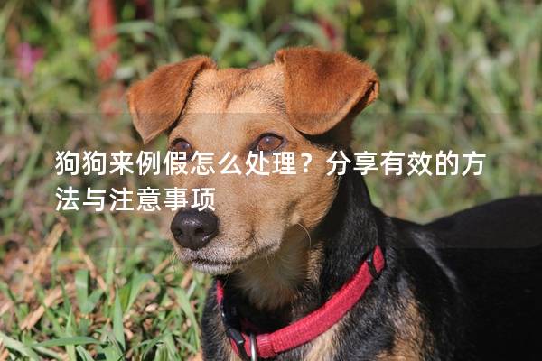 狗狗来例假怎么处理？分享有效的方法与注意事项