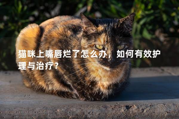 猫咪上嘴唇烂了怎么办，如何有效护理与治疗？