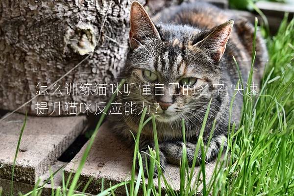 怎么训练猫咪听懂自己的名字,快速提升猫咪反应能力？