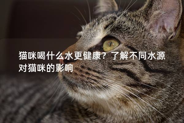 猫咪喝什么水更健康？了解不同水源对猫咪的影响