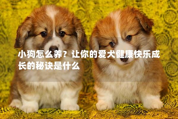 小狗怎么养？让你的爱犬健康快乐成长的秘诀是什么