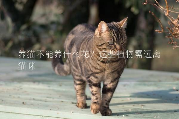 养猫不能养什么花？这些植物需远离猫咪