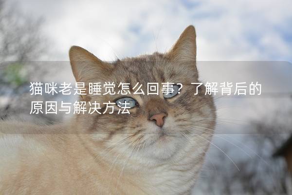 猫咪老是睡觉怎么回事？了解背后的原因与解决方法