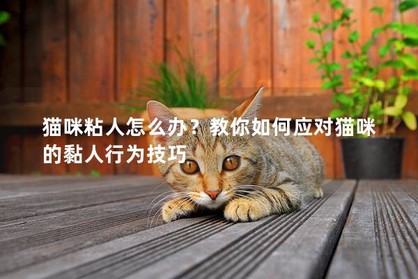 猫咪粘人怎么办？教你如何应对猫咪的黏人行为技巧