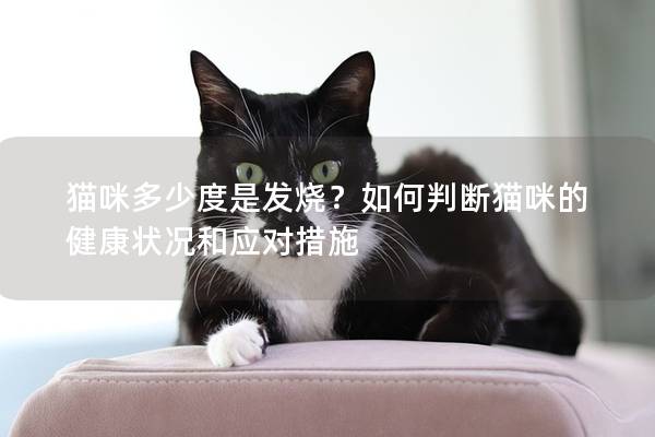 猫咪多少度是发烧？如何判断猫咪的健康状况和应对措施