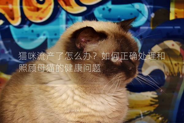 猫咪流产了怎么办？如何正确处理和照顾母猫的健康问题