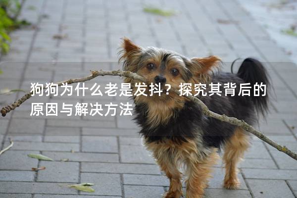 狗狗为什么老是发抖?探究其背后的原因与解决方法