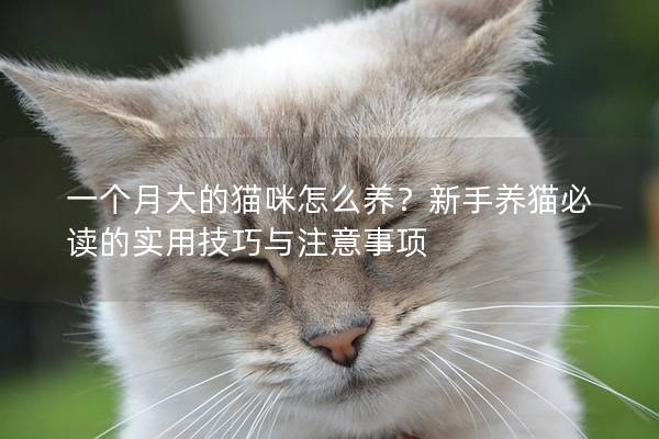 一个月大的猫咪怎么养？新手养猫必读的实用技巧与注意事项