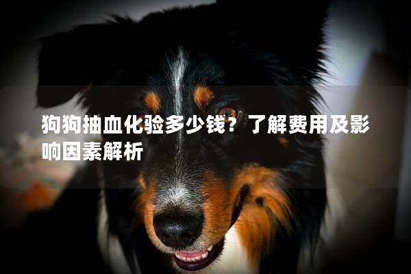 狗狗抽血化验多少钱？了解费用及影响因素解析