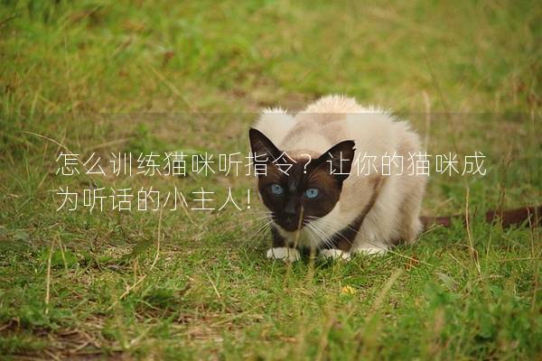 怎么训练猫咪听指令？让你的猫咪成为听话的小主人!