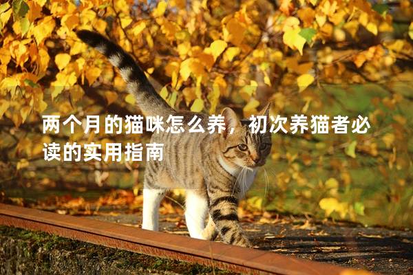 两个月的猫咪怎么养，初次养猫者必读的实用指南